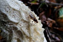 Grote Stinkzwam [13628] 08-okt-2017 (Boerskotten, Oldenzaal)
